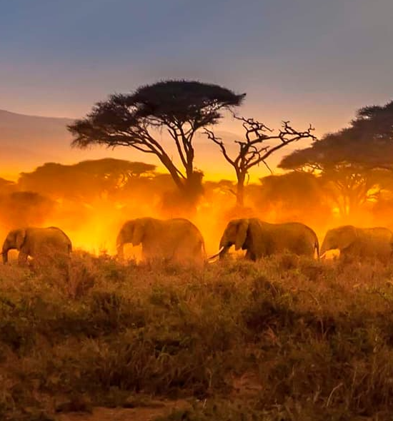 Safari y Playas: De la Sabana al Índico en Kenia